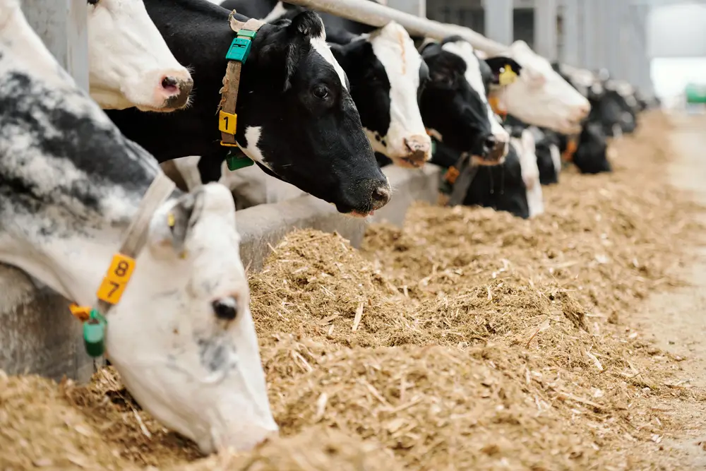 Row,Of,Purebred,Milk,Cows,Standing,Against,Long,Aisle,In